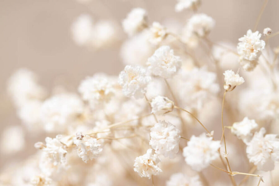Delicate blooms in soft focus u45319p 900x600 - Delicate blooms in soft focus - tegory
