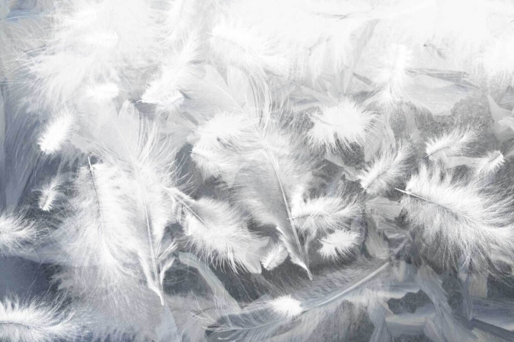 White feathers on a window u45735p 1024x682 - White feathers on a window - tegory