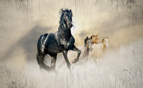 Black horse running in the wind Black horse running in the wind