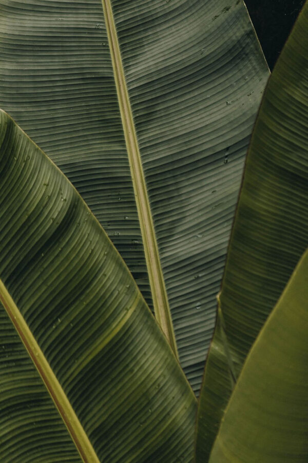 Lush green leaves with textured patterns u45887p 600x900 - Lush green leaves with textured patterns - tegory