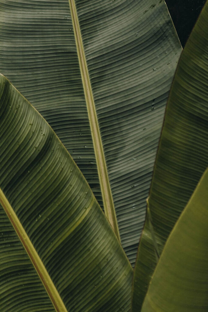 Lush green leaves with textured patterns u45887p 683x1024 - Lush green leaves with textured patterns - tegory