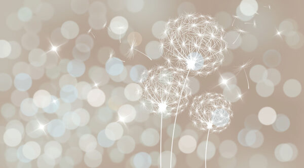 Delicate dandelions in soft backdrop. Delicate dandelions in soft backdrop.