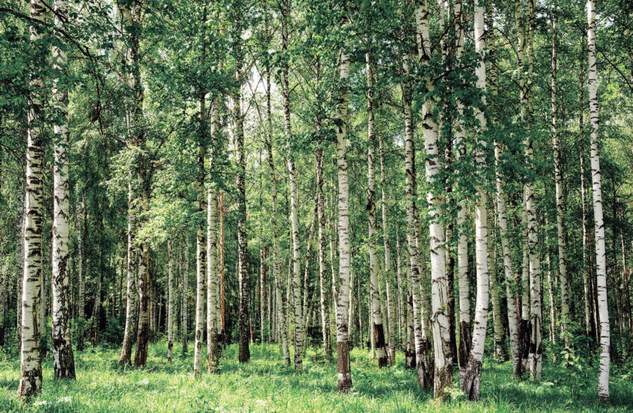 Group of trees in a forest