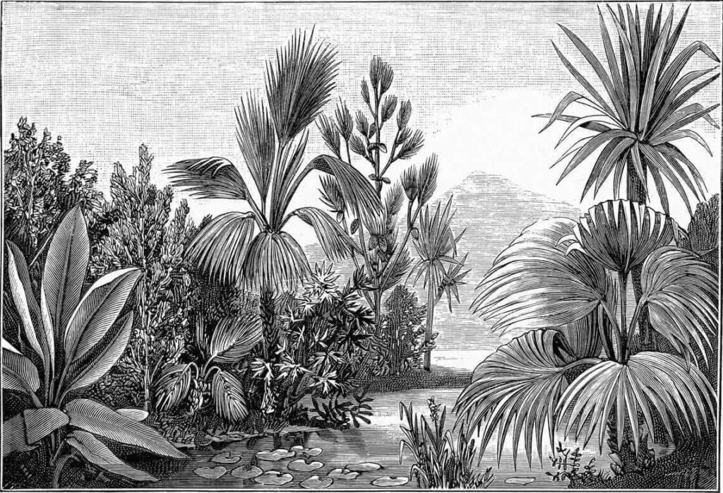 Black and white drawing of a tropical forest u52597p 1024x698 - Black and white drawing of a tropical forest - tegory