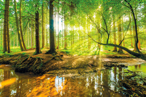 Stream in a forest Stream in a forest