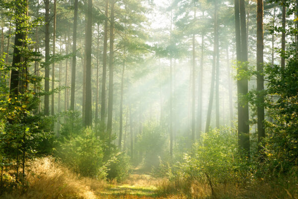 Path through a forest with trees and bushes Path through a forest with trees and bushes