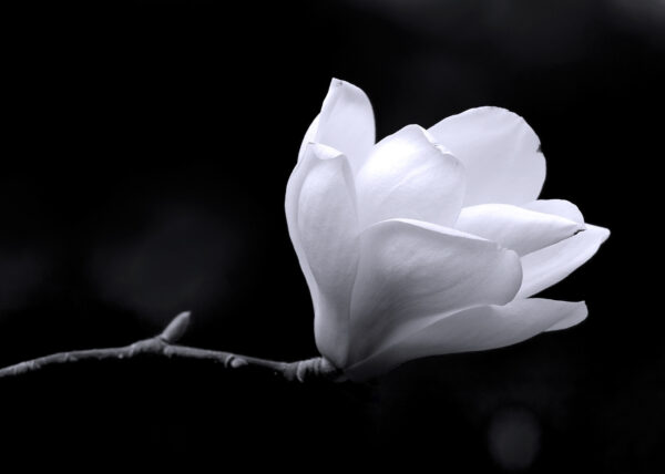 White flower on a branch u56196p 600x428 - White flower on a branch - tegory
