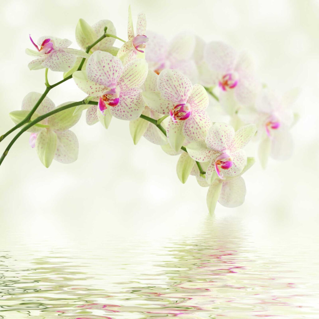 Delicate orchids over gentle water. Delicate orchids over gentle water.