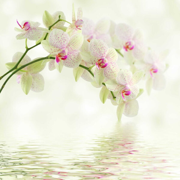 Delicate orchids over gentle water. Delicate orchids over gentle water.