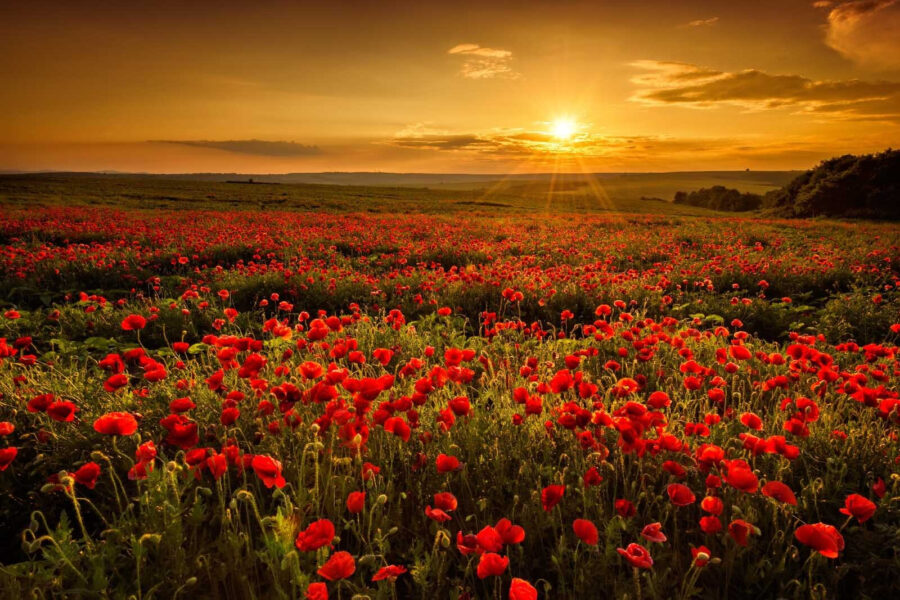 Field of red flowers