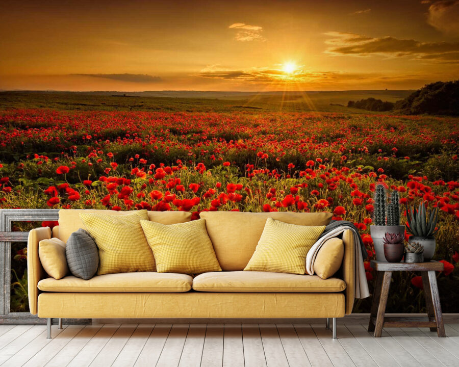 Field of red flowers u56716pig36 900x720 - Field of red flowers - tegory