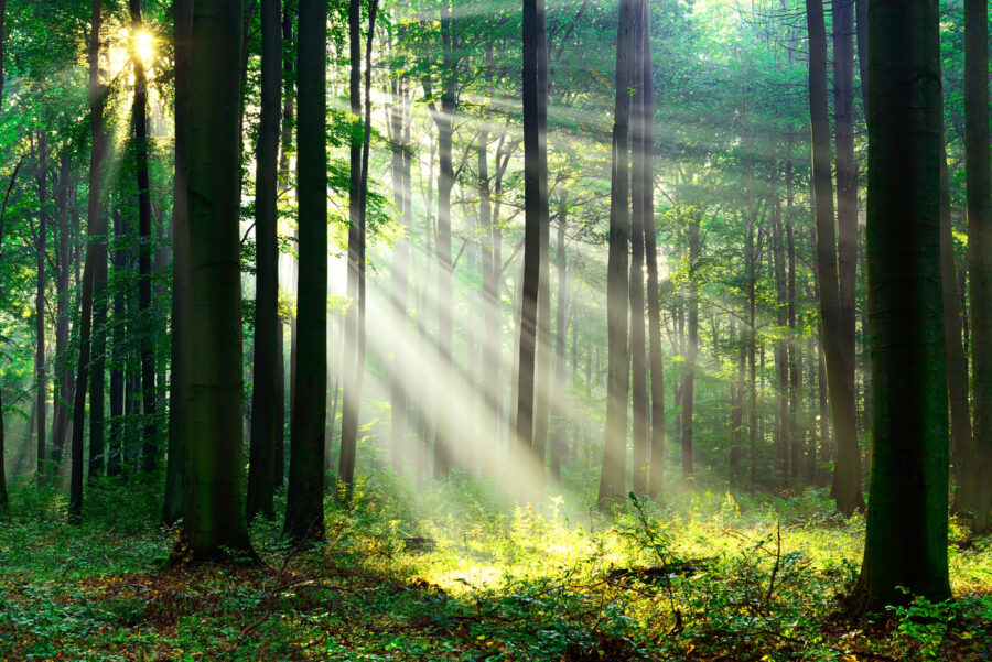 Sunlight shining through trees