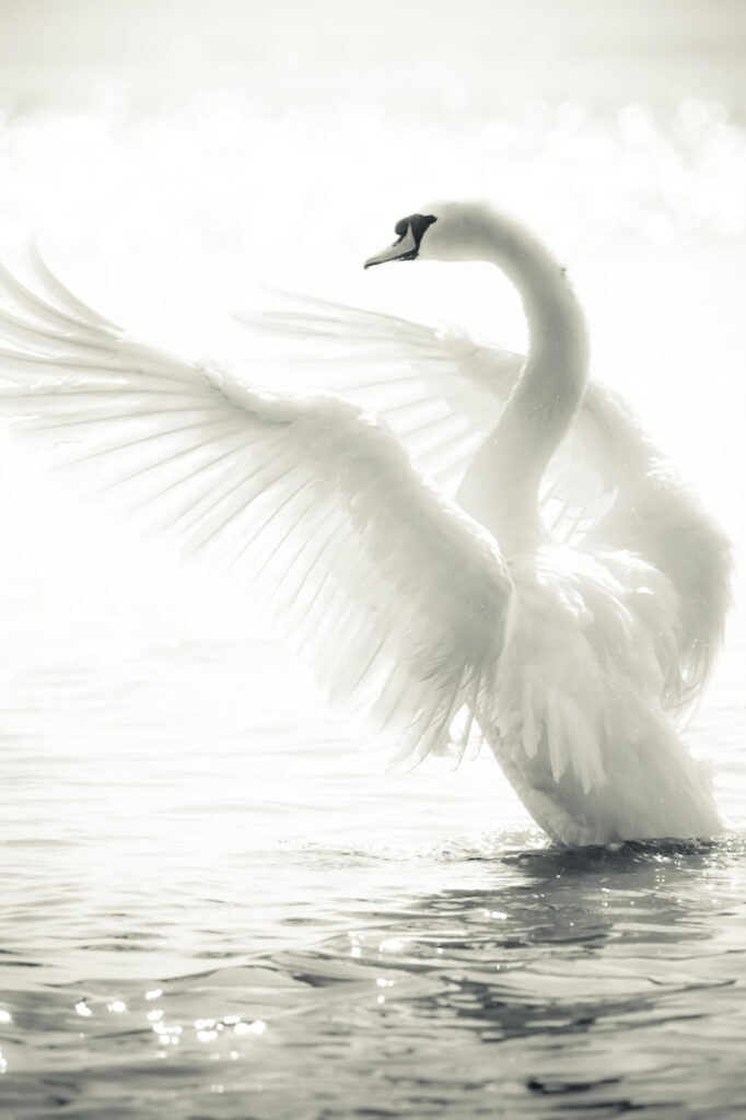White swan with wings spread out in water u56919p 682x1024 - White swan with wings spread out in water - tegory