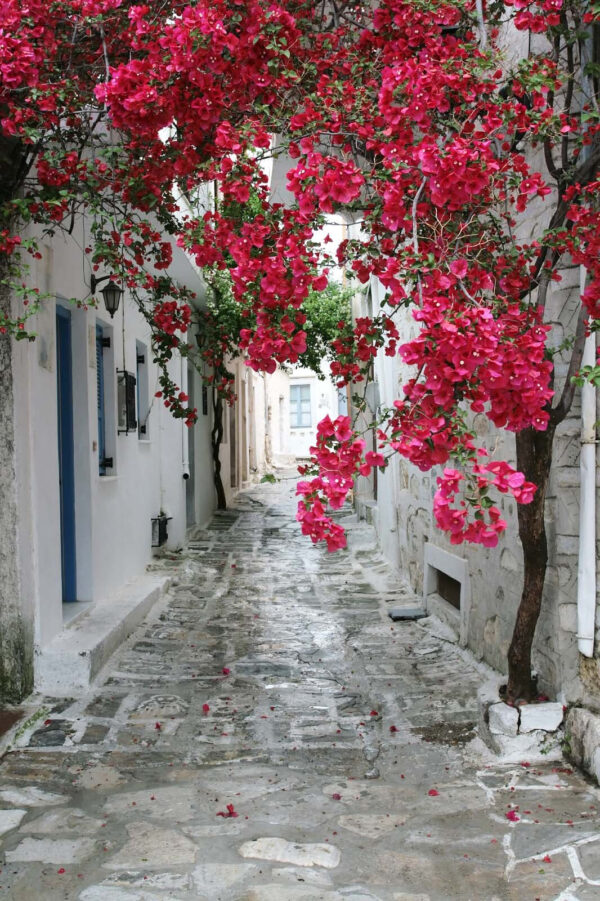 Stone alley with pink flowers Stone alley with pink flowers