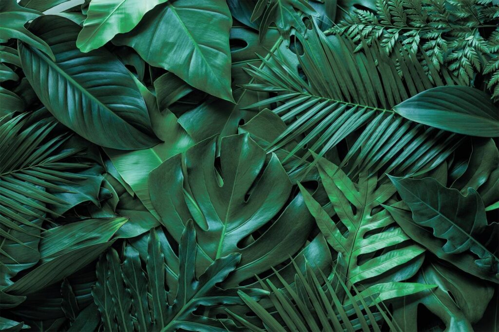 Group of green leaves u73631p 1024x683 - Group of green leaves - tegory