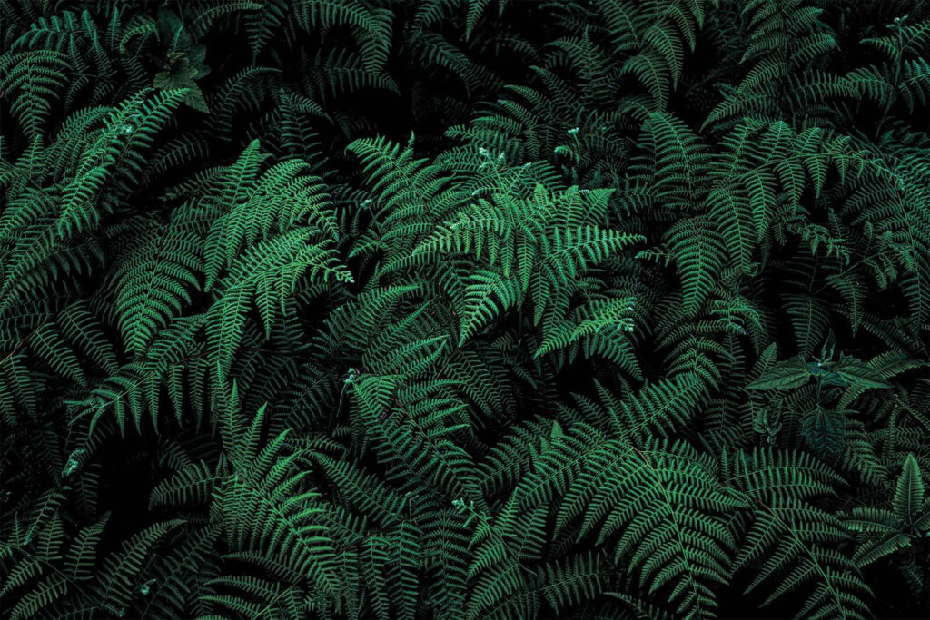 Lush ferns in deep green hues. Lush ferns in deep green hues.