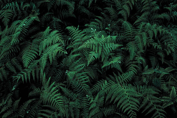 Lush ferns in deep green hues. Lush ferns in deep green hues.