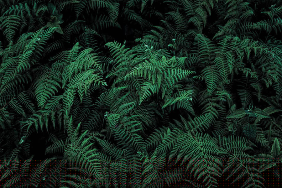 Lush ferns in deep green hues.
