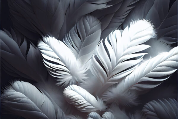 Group of white feathers u73689p 600x400 - Group of white feathers