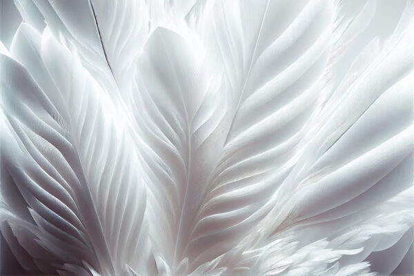 Delicate white feather textures intertwining u73694p 600x400 - Delicate white feather textures intertwining