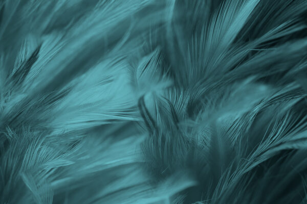 Soft teal feathers in gentle waves u73700p 600x400 - Soft teal feathers in gentle waves