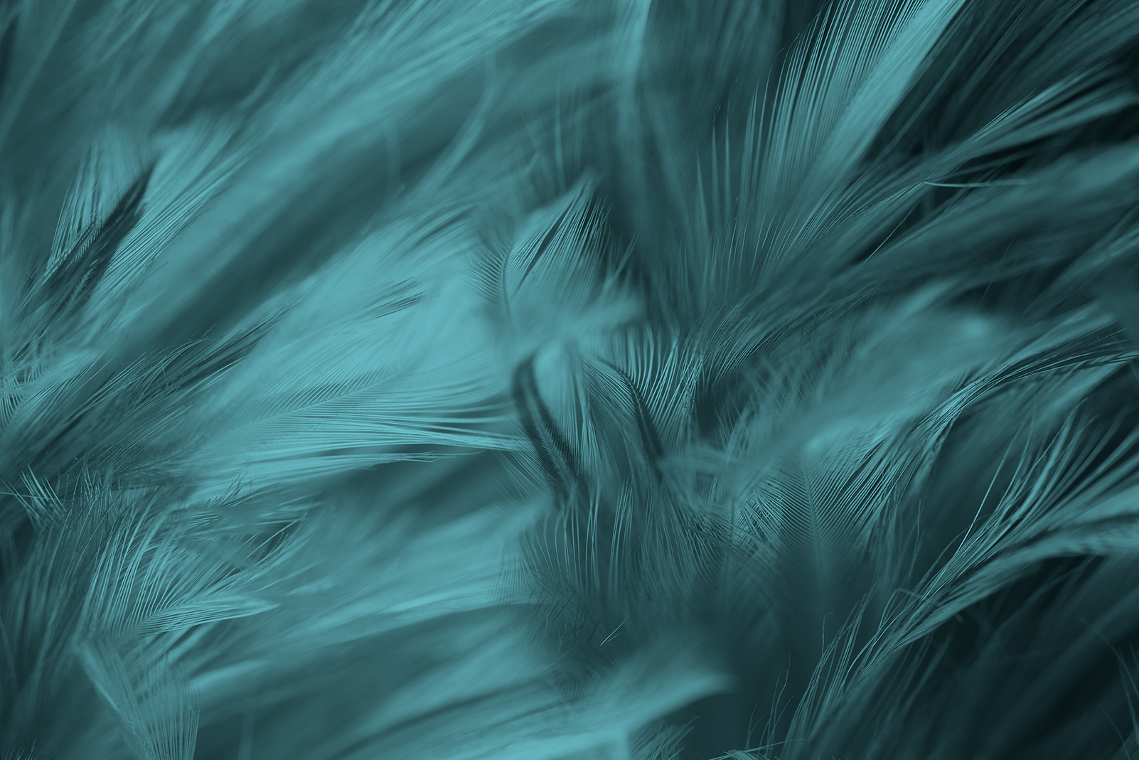 Soft teal feathers in gentle waves u73700p - Soft teal feathers in gentle waves