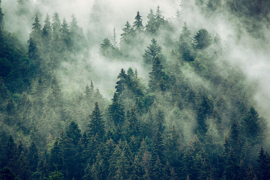 Forest of trees with fog