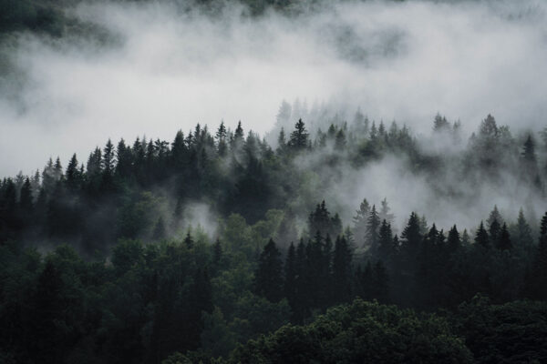 Foggy forest with trees Foggy forest with trees