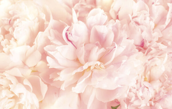 Soft petals in gentle hues u74345p 600x381 - Soft petals in gentle hues - tegory