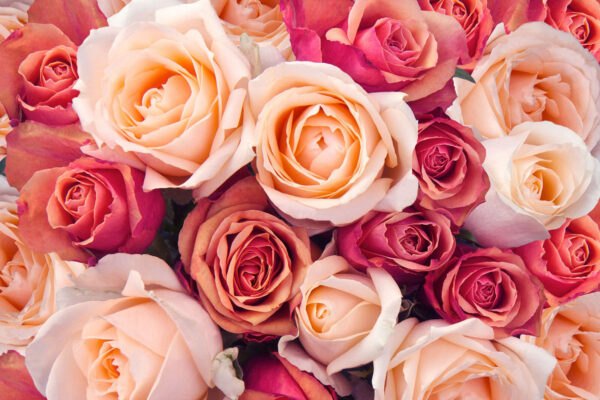 Group of pink and white roses u74346p 600x400 - Group of pink and white roses - tegory