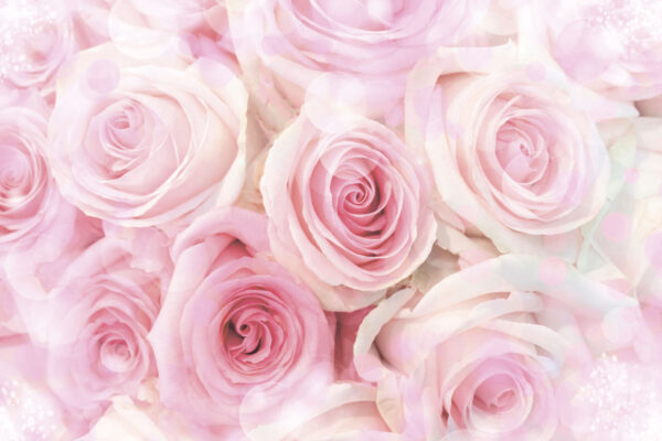 Group of pink roses u74374p 600x400 - Group of pink roses - tegory