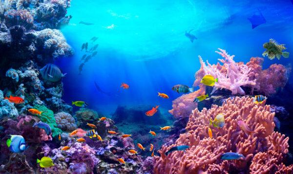 Fish swimming in a coral reef Fish swimming in a coral reef