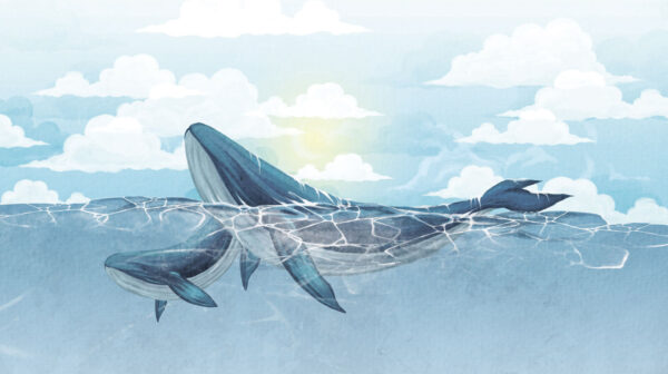 Whale swimming in the water u74467p 600x336 - Whale swimming in the water - tegory