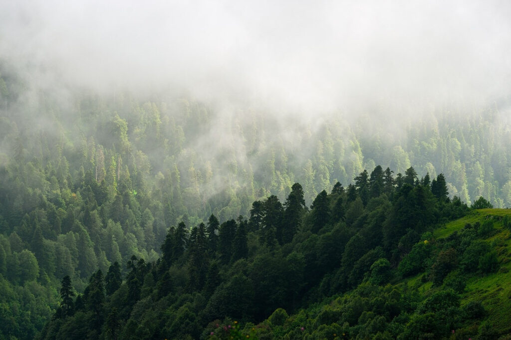 Foggy forest with trees u77712p 1024x682 - Foggy forest with trees - tegory