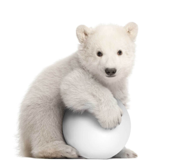 Polar bear holding a ball u77845p 600x566 - Polar bear holding a ball - tegory