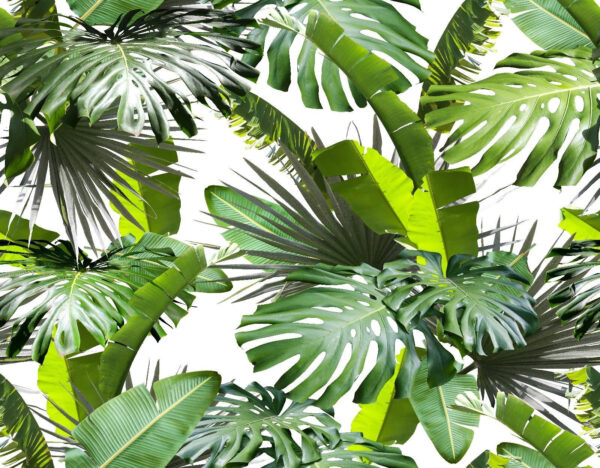 Group of green leaves u77856p 600x468 - Group of green leaves - tegory