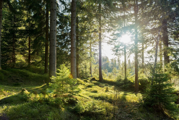 Sun shining through trees Sun shining through trees