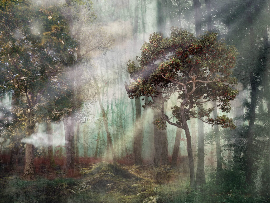 Foggy forest with trees and fog u80281p 1024x768 - Foggy forest with trees and fog - tegory