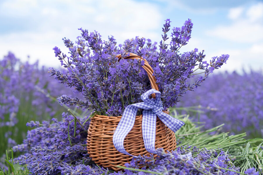 Wall murals Basket of purple flowers - Image 6