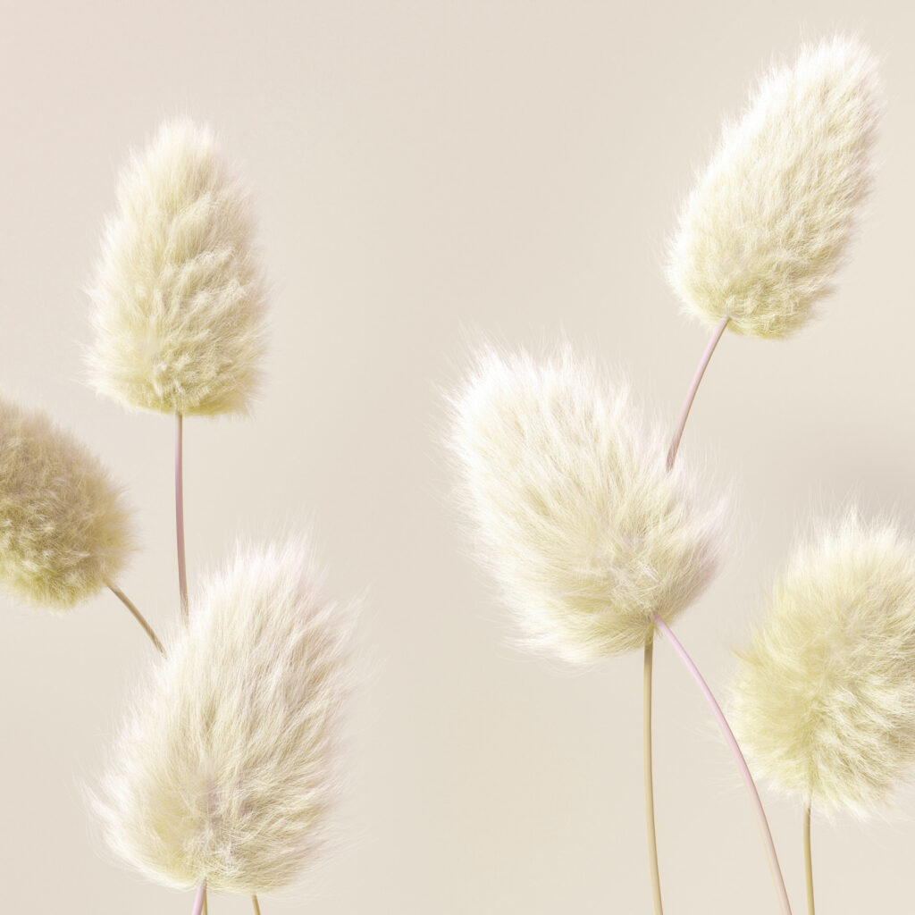 A group of white fluffy flowers