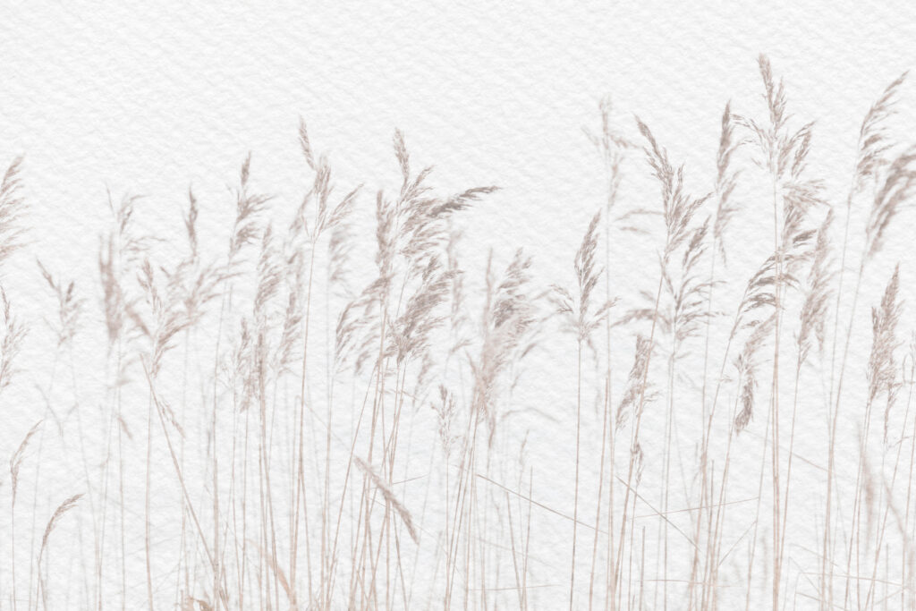 Gentle grasses sway in calm breeze. Gentle grasses sway in calm breeze.