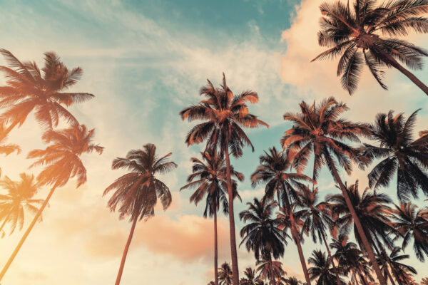 A group of palm trees A group of palm trees