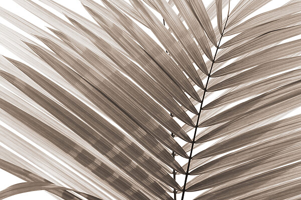 Elegant palm leaves in soft tones. Elegant palm leaves in soft tones.