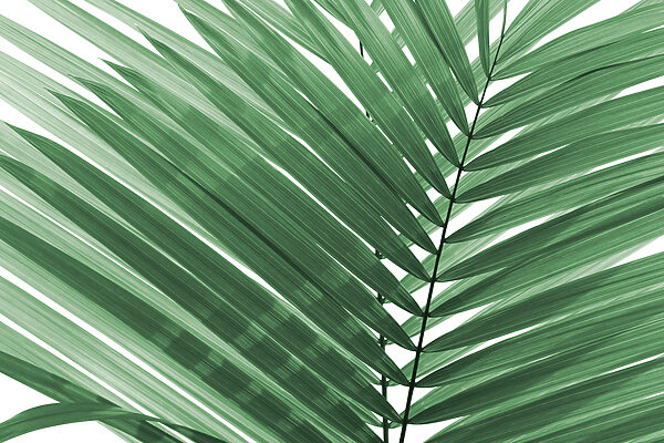 Lush green palm leaves against white. Lush green palm leaves against white.