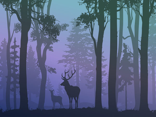 A couple of deer in a forest A couple of deer in a forest
