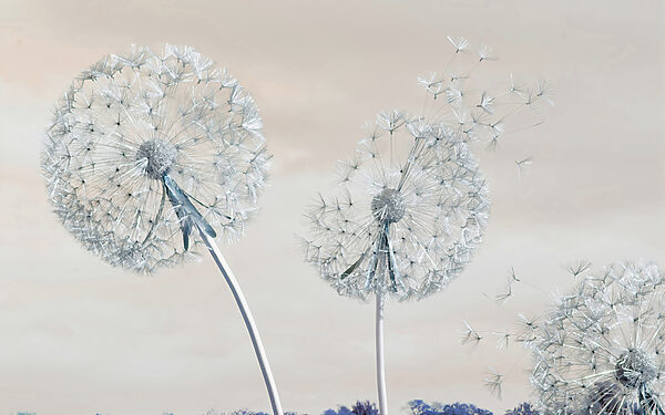 A group of dandelions with seeds A group of dandelions with seeds