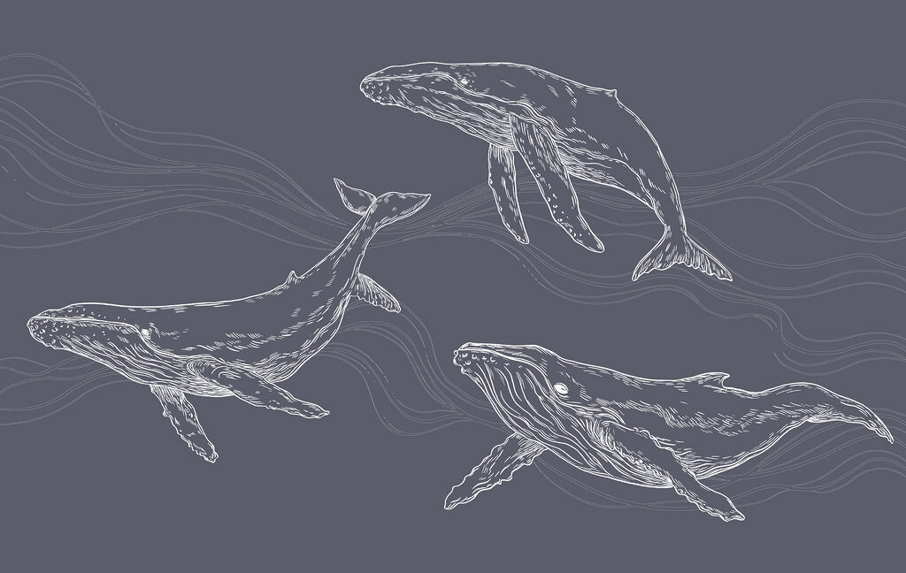 A group of whales swimming A group of whales swimming