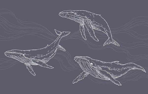 A group of whales swimming A group of whales swimming