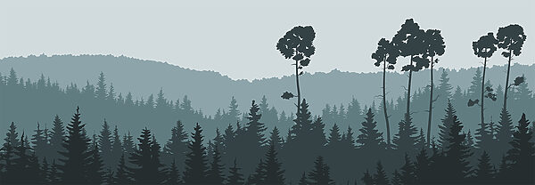 A tree in a forest A tree in a forest