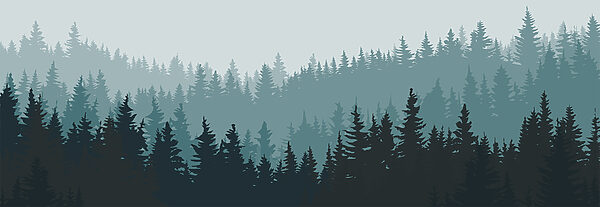A forest of trees in the fog A forest of trees in the fog